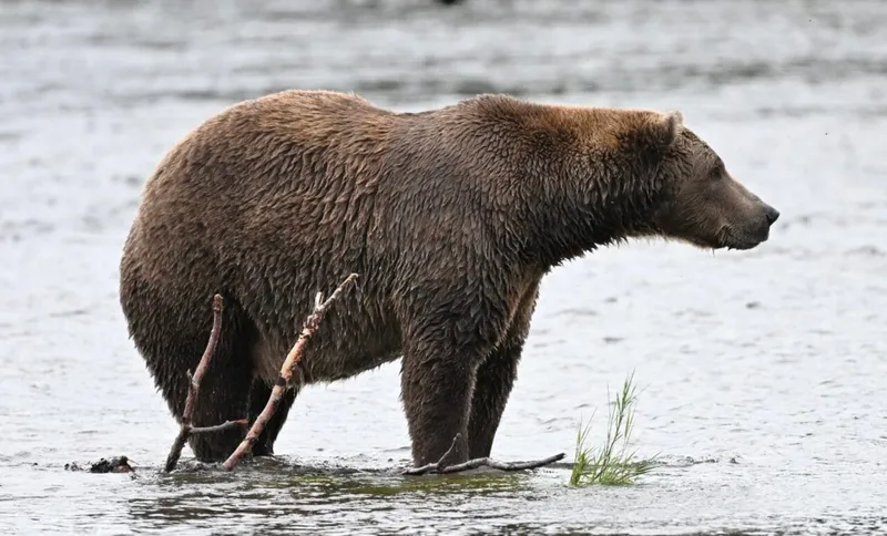 Fat Bear Week 2026: Das Bären-Turnier startet morgen