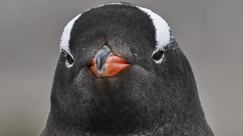 Linux-Sicherheitslücke: 732 Bytes reichen für Root-Rechte