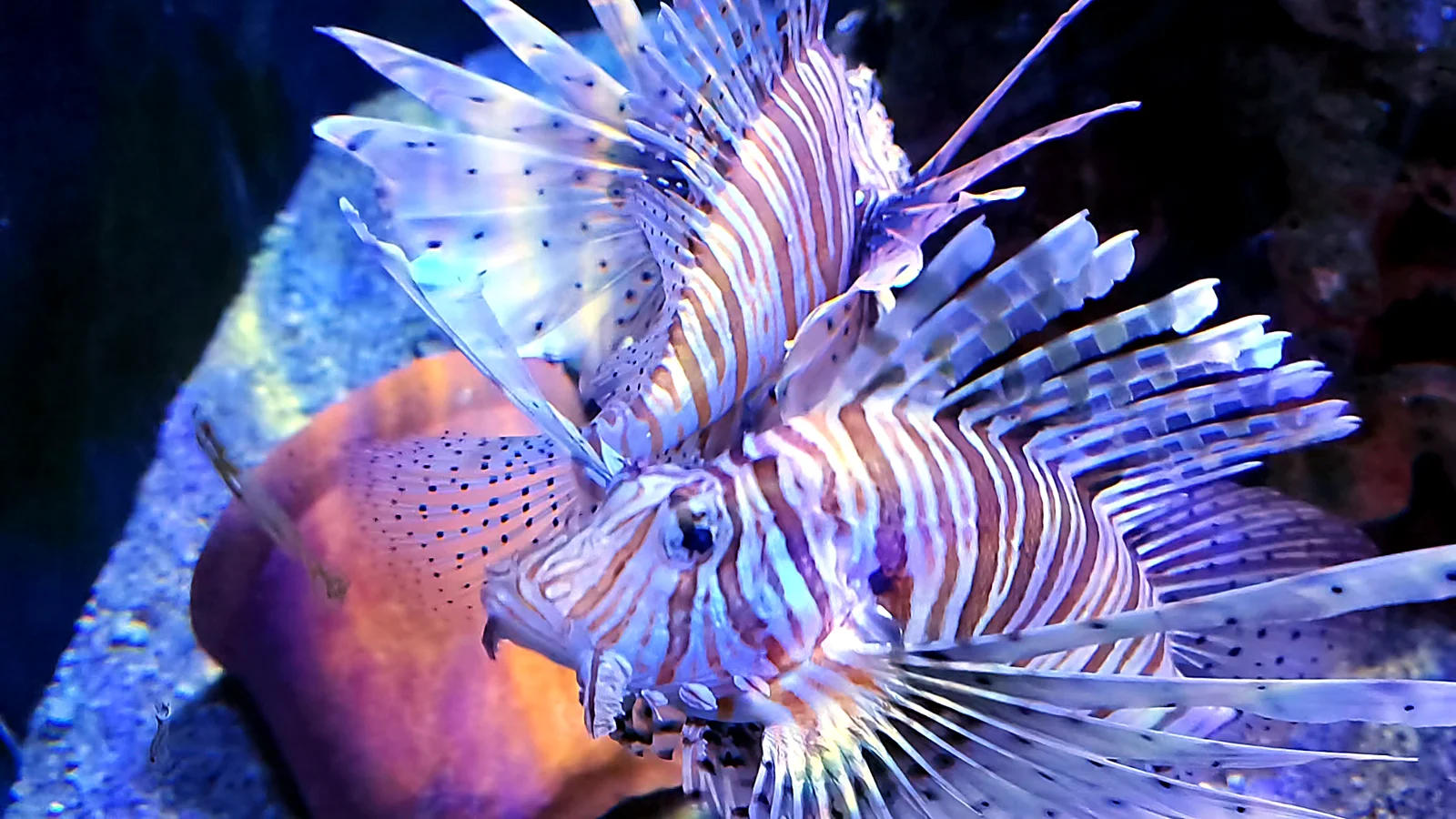 Wir waren im SEA LIFE München, und im Kopf lief die ganze Zeit Subnautica