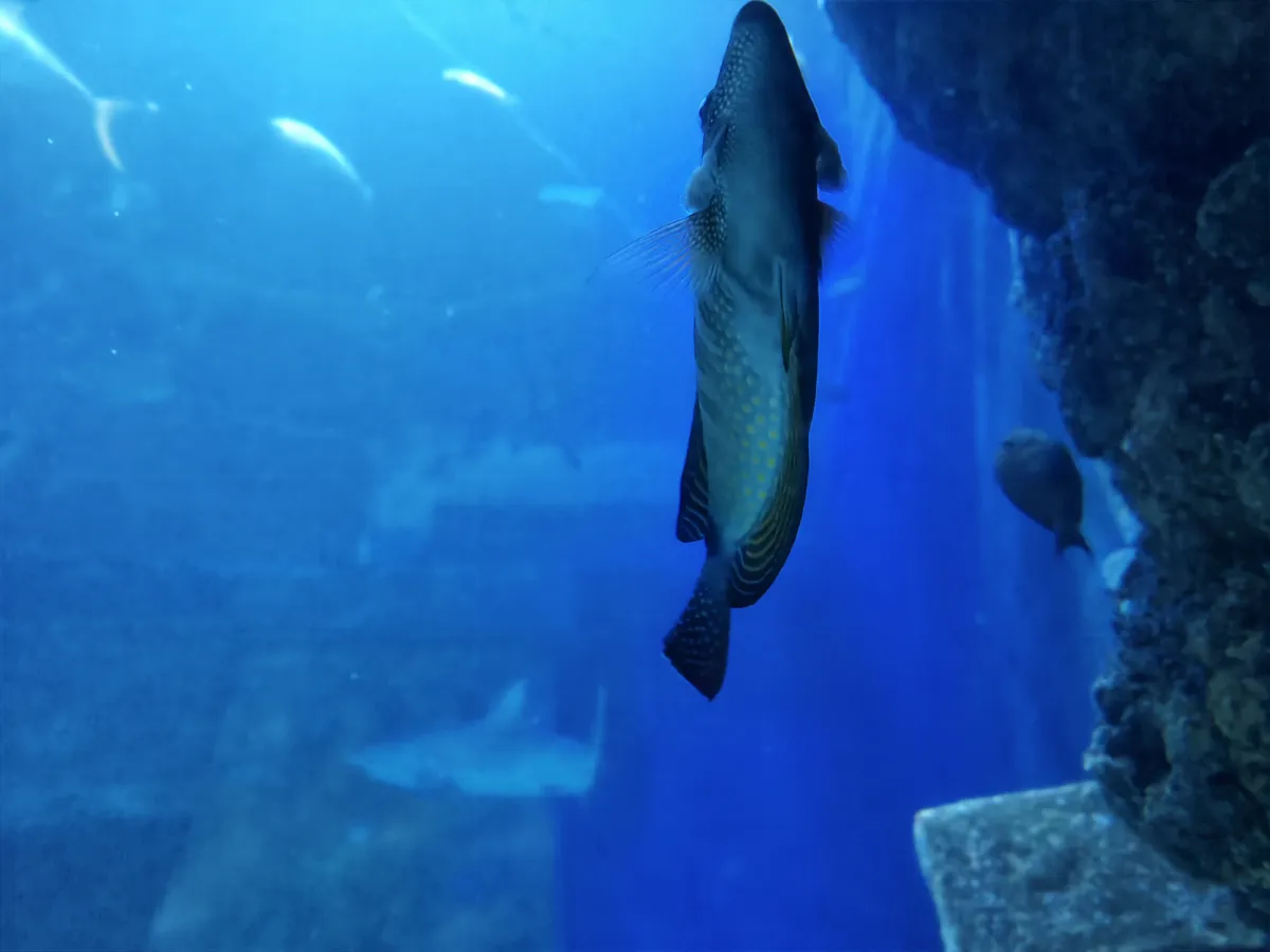 Blick in ein großes Becken im SEA LIFE München mit Haien im Hintergrund