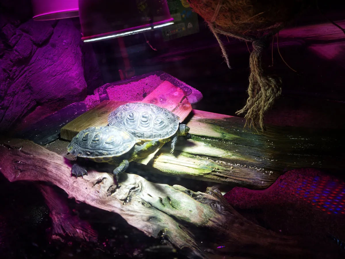 Zwei Schildkröten liegen im SEA LIFE München auf einem Baumstamm unter einer Wärmelampe